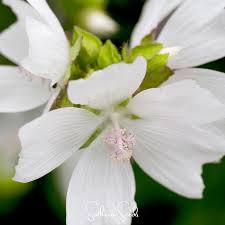 Image result for Malva moschata