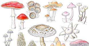 Attēlu rezultāti vaicājumam “fungi”