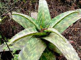 Attēlu rezultāti vaicājumam “Xanthorrhoeaceae”