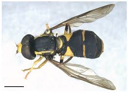 Attēlu rezultāti vaicājumam “Xanthogramma sp.”