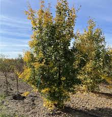 Attēlu rezultāti vaicājumam “Acer campestre”