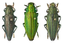 Attēlu rezultāti vaicājumam “Buprestidae”