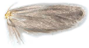 Attēlu rezultāti vaicājumam “Yponomeuta plumbella”