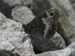 Attēlu rezultāti vaicājumam “Hipparchia alcyone”