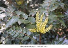 Attēlu rezultāti vaicājumam “Berberidaceae”