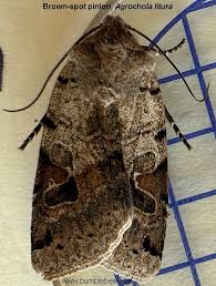 Attēlu rezultāti vaicājumam “Agrochola litura”