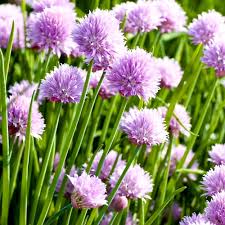 Image result for Allium schoenoprasum