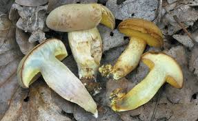 Attēlu rezultāti vaicājumam “Xerocomus subtomentosus”