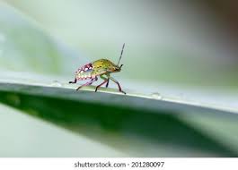 Attēlu rezultāti vaicājumam “Lygus pratensis imago”