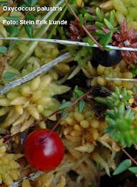 Attēlu rezultāti vaicājumam “Oxycoccus palustris flower”