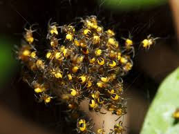 Attēlu rezultāti vaicājumam “Araneus diadematus eggs”