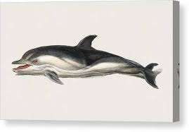 Image result for Delphinus delphis