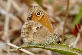 Attēlu rezultāti vaicājumam “Coenonympha pamphilus upperside”