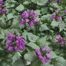 Attēlu rezultāti vaicājumam “Lamium”