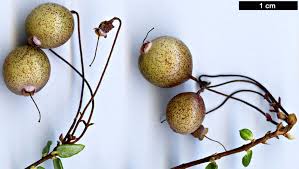 Attēlu rezultāti vaicājumam “Oxycoccus fruit”