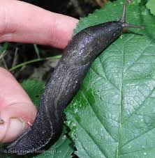 Attēlu rezultāti vaicājumam “Limax cinereoniger”