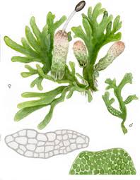 Attēlu rezultāti vaicājumam “Riccardia palmata”