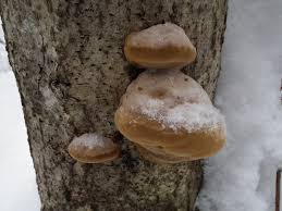 Attēlu rezultāti vaicājumam “Phellinus alni”