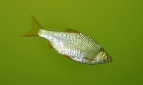 Attēlu rezultāti vaicājumam “Rutilus rutilus”