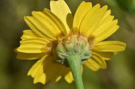 Image result for Chrysanthemum segetum