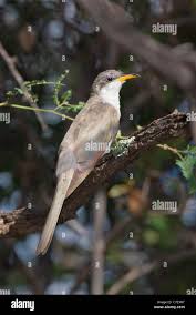 Image result for Coccyzus americanus