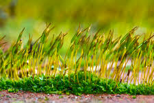 Attēlu rezultāti vaicājumam “Pottiales”