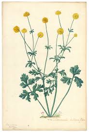 Attēlu rezultāti vaicājumam “Ranunculus bulbosus flower”