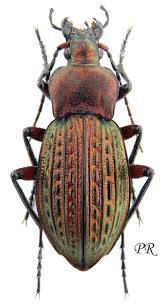 Attēlu rezultāti vaicājumam “Carabus cancellatus”