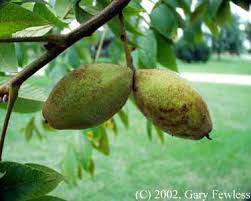 Attēlu rezultāti vaicājumam “Juglans cinerea fruit”