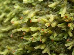 Attēlu rezultāti vaicājumam “Radula complanata sporophyte”