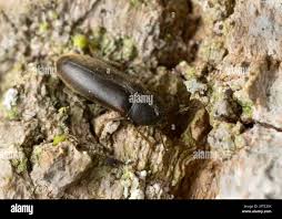 Attēlu rezultāti vaicājumam “Xylita laevigata”