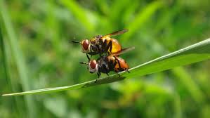 Attēlu rezultāti vaicājumam “Gymnosoma sp.”
