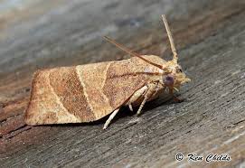 Attēlu rezultāti vaicājumam “Pandemis”