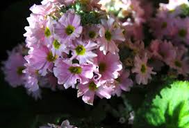 Image result for Primula malacoides