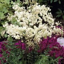 Attēlu rezultāti vaicājumam “Filipendula ulmaria  leaf”