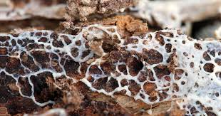 Attēlu rezultāti vaicājumam “Physarum leucopus plasmodium”