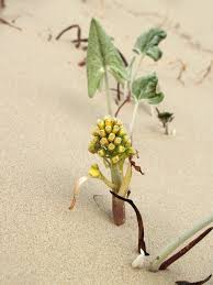 Attēlu rezultāti vaicājumam “Petasites spurius”