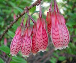 Image result for Ludgvan Cc