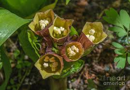 Attēlu rezultāti vaicājumam “Scopolia carniolica flower”