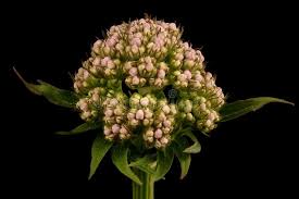 Attēlu rezultāti vaicājumam “Valeriana officinalis fruit”