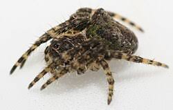 Attēlu rezultāti vaicājumam “Gibbaranea gibbosa”