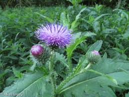 Attēlu rezultāti vaicājumam “Carduus crispus”