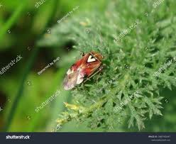 Attēlu rezultāti vaicājumam “Lygus pratensis nymph”