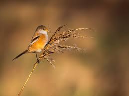 Attēlu rezultāti vaicājumam “Panurus biarmicus female”