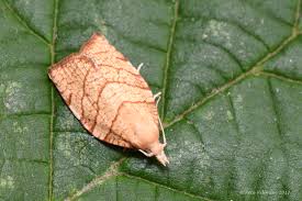 Attēlu rezultāti vaicājumam “Pandemis corylana”