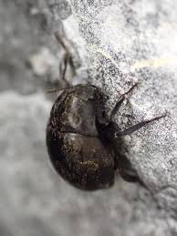 Attēlu rezultāti vaicājumam “Byrrhidae”