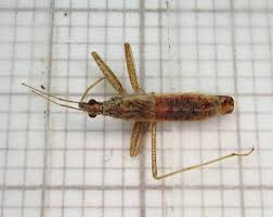 Attēlu rezultāti vaicājumam “Nabis limbatus”