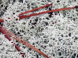 Attēlu rezultāti vaicājumam “Cladonia stellaris”