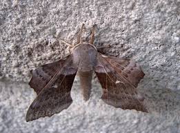 Attēlu rezultāti vaicājumam “Laothoe populi”