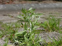 Attēlu rezultāti vaicājumam “Gnaphalium uliginosum leaf”